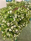 Спирея-Spirea-200gr-CE 57d1241c-2388-11f1-0a80-054200038379