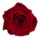 Роза-Rosa-Redvolution-50cm-IS 57df506f-1492-11f1-0a80-0513001f5110