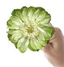 Роза-Rosa-Veggie-70cm-TA 591aee12-1492-11f1-0a80-0513001f514c