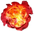 Роза-Rosa-Sunset XPression-50cm-JR 190e52d2-d33e-11ef-0a80-03b6000e3f95