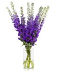 Дельфиниум-Delphinium-Purple Heart-90cm-Bg 59f47853-adee-11ed-0a80-0bc10010c258