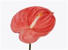 Антуриум-Anthurium-Farao 5ab9b882-3fb3-11f1-0a80-03b30006b530