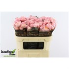 Роза куст-Rosa tr-Julietta-60cm 5de4f5d7-bfa5-11ec-0a80-0b4c0007db2c