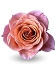 Роза-Rosa-Brownie Moon-50cm-CN 5f38f017-0798-11ef-0a80-1433004672c4