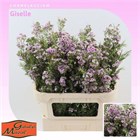 Ваксфлауэр-Chamelacium-Giselle-60cm-50gr 618ac475-4882-11f1-0a80-0bad000b33cb
