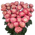 Роза куст-Rosa sp-Blushing Flow-52cm-TB 19128e26-9d69-11f0-0a80-0d170000eb37