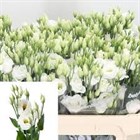 Лизиантус G-Lisianthus-Rosi White-70cm 620dc9c5-4882-11f1-0a80-0bad000b33da