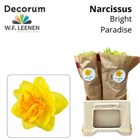 Нарцис-Narcissus-Du Bright Parad-45cm-25gr 62464979-2763-11f1-0a80-11a100040b7f