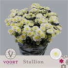 Хризантема куст-Chrysant Tr-Stallion-65cm-75gr 62660ec7-2763-11f1-0a80-11a100040b8b