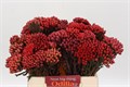 Каапс-Kaaps-Groen Red Brunia-40cm 01f0abc4-5444-11ed-0a80-0d6d0014ca43