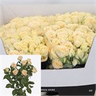 Роза куст-Rosa tr-Sancerre-60cm 681f7a9b-bfa5-11ec-0a80-0b4c0007e3c2