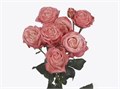 Роза куст-Rosa sp-Amazing Magic-52cm-TB 1919813c-9d69-11f0-0a80-0d170000eb40