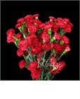 Гвоздика куст SE-Dianthus sp SE-Dracula-FC 6d70bd21-8748-11ef-0a80-11f100737237