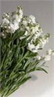 Маттиола куст. микс (Краснодар) 6e016bd4-1b8c-11f0-0a80-11a8001131ad