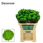 Хризантема одн-Chrysant Gr-Alemani-70cm/80gr 6fada337-1407-11f1-0a80-00d30015edbb