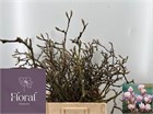 Магнолия-Magnolia-Grandiflora-70cm 702a305d-d0db-11ee-0a80-1611000ccbae