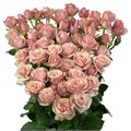 Роза куст-Rosa sp-Destini-52cm-TB 191b9d0f-9d69-11f0-0a80-0d170000eb43