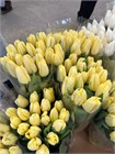 Тюльпан лимонный (Краснодар) МН 757d1472-237e-11f1-0a80-1317000ba4e4