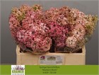 Сирень-Syringia-Hy Maidens Blush-50cm 75d956de-bfa5-11ec-0a80-0b4c0007f004