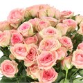 Роза куст-Rosa sp-Fancy Blossom-52cm-TB 191dba38-9d69-11f0-0a80-0d170000eb46