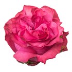Роза-Rosa-Country Blues-50cm-EF 83484890-4bc2-11f1-0a80-0dec007e9c00