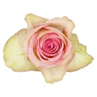 Роза-Rosa-Esperance-50cm-EF 834b6eca-4bc2-11f1-0a80-0dec007e9c03
