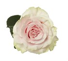Роза-Rosa-Pink Mondial-80cm-EF 835cb08c-4bc2-11f1-0a80-0dec007e9c12