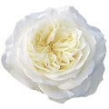 Роза-Rosa-Mayras White-50cm-FS 1922314a-7f26-11f0-0a80-16d30009b1e9