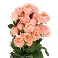 Роза куст-Rosa sp-Georgia Peach-52cm-TB 1923dd6a-9d69-11f0-0a80-0d170000eb4c