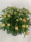 Пион-Peony-Coral Sunset-60cm-BS 8b2b723d-36a7-11f1-0a80-148d0034fc86