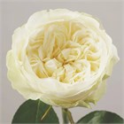 РОЗЫ Белая Присцилла 50 см (Россия) 8ea4a873-3f07-11f1-0a80-18df000d6607