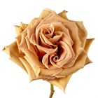 Роза-Rosa-Toffee-50cm-/QA 922d5e51-14b1-11f1-0a80-046b001ec75a