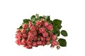 Роза куст-Rosa sp-Antique Trendsetter-52cm-TB 19281bee-9d69-11f0-0a80-0d170000eb52