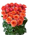 Роза куст-Rosa sp-New Star-52cm-TB 192a496f-9d69-11f0-0a80-0d170000eb55