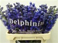 Дельфиниум-Delphinium-Du Dew Pur Smi--80cm 192b6d47-485d-11f0-0a80-0564002d82bc