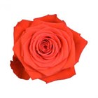 Роза-Rosa-Nina-40cm-CN a04cb642-122f-11f1-0a80-0b1e00139f8c