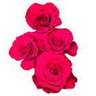Роза куст-Rosa sp-Bella Love Raspberry-70cm-CN a04fe203-122f-11f1-0a80-0b1e00139f8f