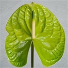Антуриум (Anthurium) A Grand Slam a078b6d3-4bc1-11f1-0a80-1557002e19c5