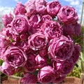 Роза куст-Rosa sp-Misty Bubble-52cm-TB 192cb37a-9d69-11f0-0a80-0d170000eb58