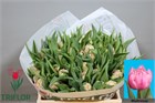 Тюльпан-Tulip-Du Maitresse-35cm-50gr a25d9f2e-29b7-11f1-0a80-1bd20034f208