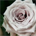 Роза-Rosa-Menta-40cm-QA 01fae9d1-bfa9-11ec-0a80-0b4c000ae866
