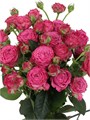 Роза куст-Rosa sp-Classsic Sensation-52cm-TB 1930cf2e-9d69-11f0-0a80-0d170000eb5e
