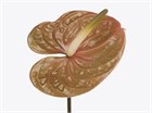 Антуриум (Anthurium) A Prestige ae36f428-4bc1-11f1-0a80-1ac7002ee259