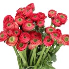 Ранункулус-Ranunculus-Cloni Charleston-BS b6b445f5-2c12-11f1-0a80-0d89000f6075