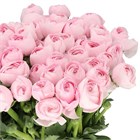 Ранункулус-Ranunculus-Cloni Favola-BS b6bddfff-2c12-11f1-0a80-0d89000f607b