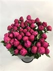 Пион-Peony-Red Sarah Bernardt-60cm-CE b73bbdb6-4f74-11f1-0a80-106100072e93