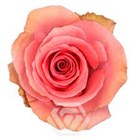Роза-Rosa-Flirty-60cm-QA b964f3ac-2cc4-11f1-0a80-0b740011b2f1