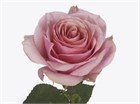 Роза-Rosa-Pink Wave-50cm-IS ba1fb3a8-2cc4-11f1-0a80-0b740011b2fc