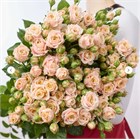 Роза куст. Пич Йо-Йо 50см (Россия) be66c981-4c63-11f1-0a80-105300324a1a