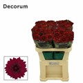 Хризантема одн-Chrysant Gr-Pip Red-70cm-80gr 193d4dab-bfa6-11ec-0a80-0b4c00087e4b